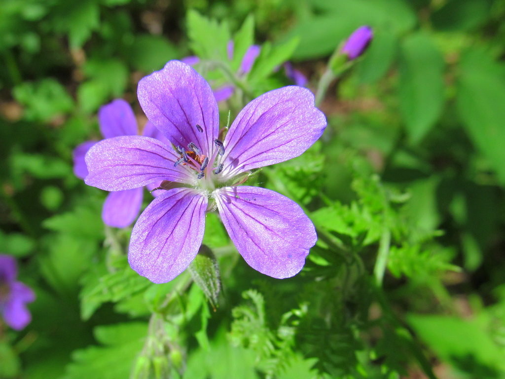 Изображение особи Geranium sylvaticum.