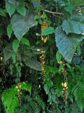 Thunbergia mysorensis. Цветущее растение на ветви дерева. Малайзия, Камеронское нагорье, ≈ 1500 м н.у.м., опушка влажного тропического леса. 03.05.2017.