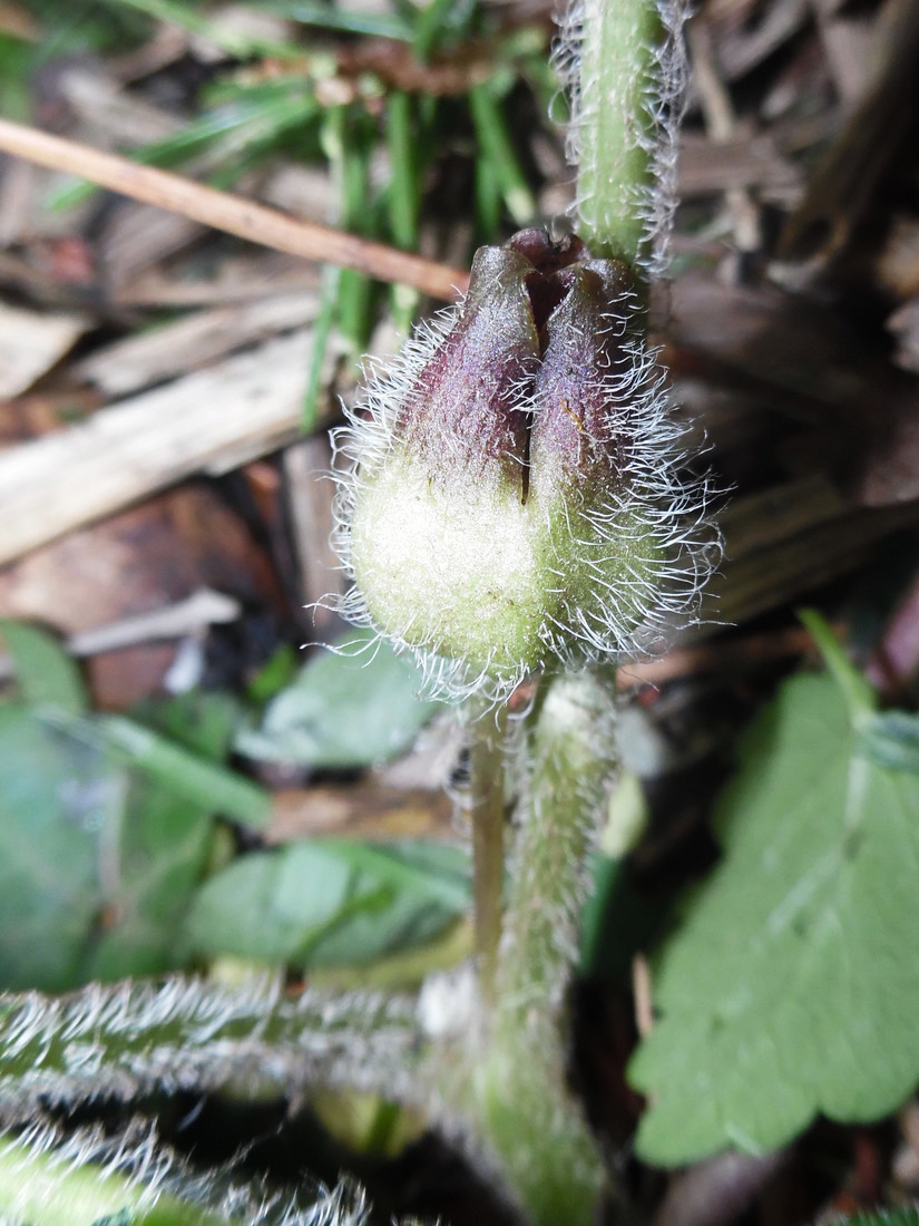 Изображение особи Asarum europaeum.