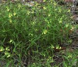 Melampyrum pratense