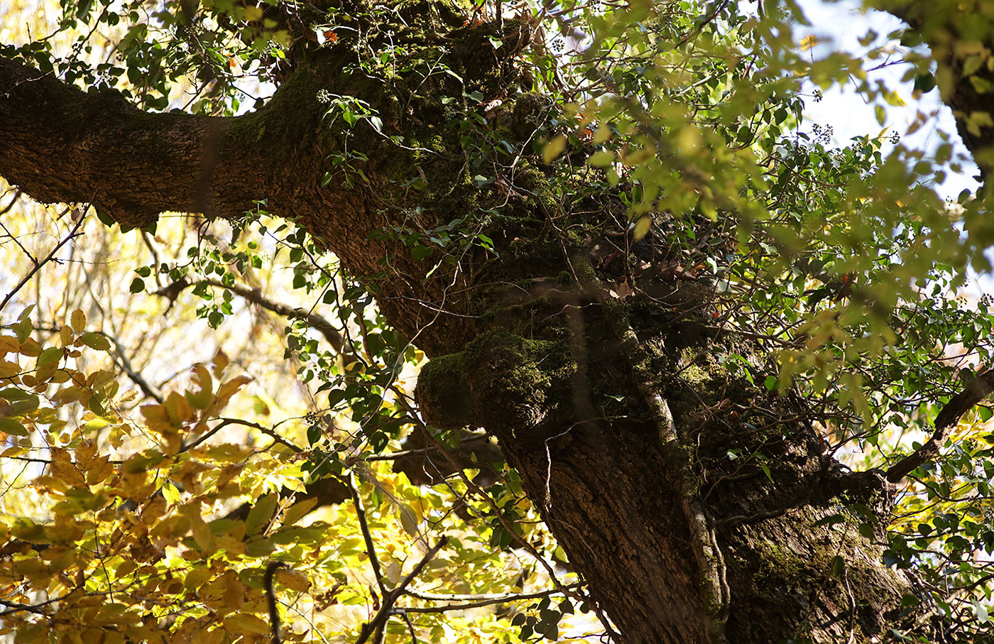 Изображение особи Hedera helix.