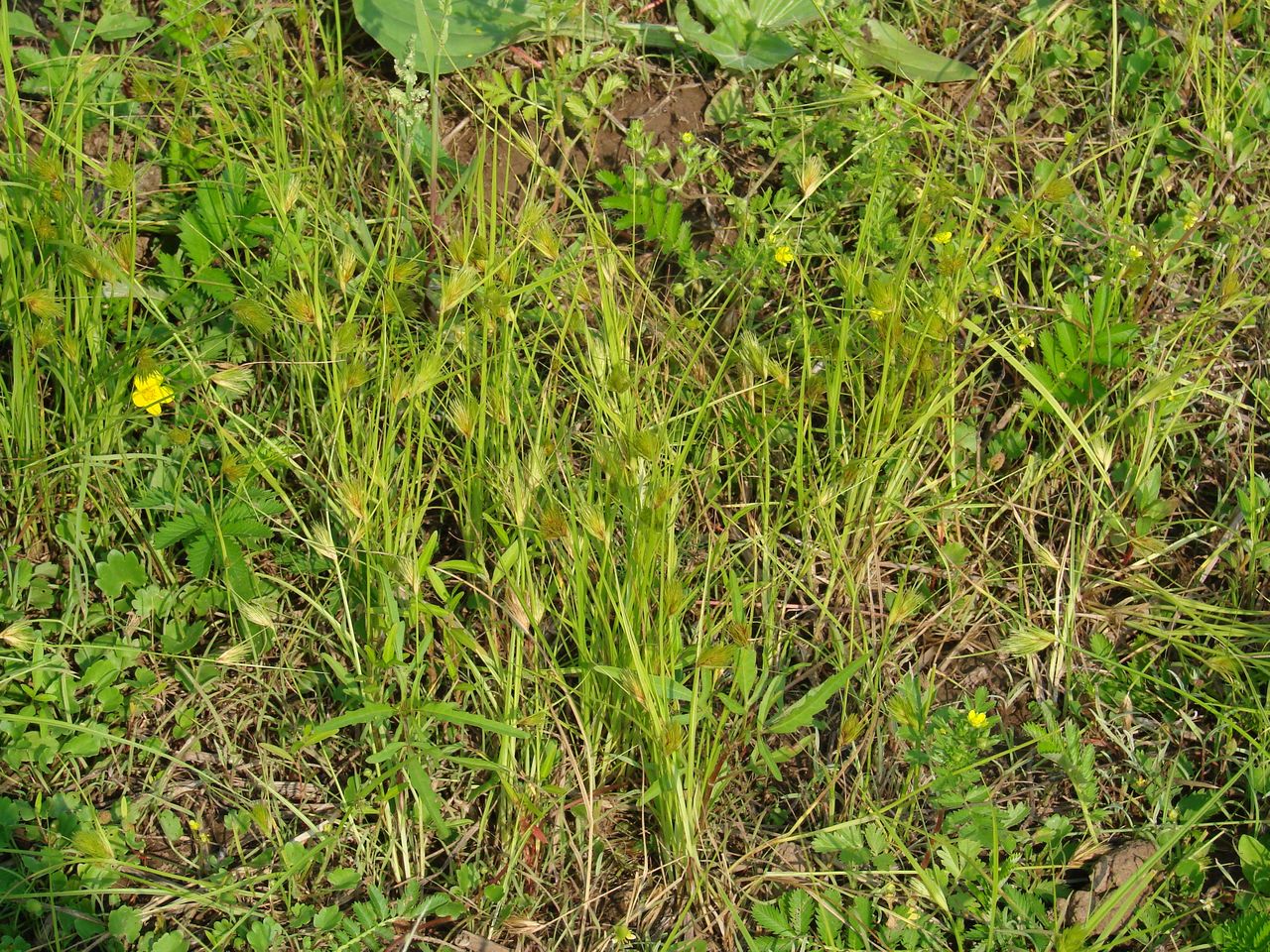 Изображение особи Carex bohemica.