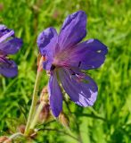 Geranium pratense. Цветок. Нижегородская область, окрестности г. Шумерля, пойма р. Сура, оз. Холодное. 11 июня 2008 г.