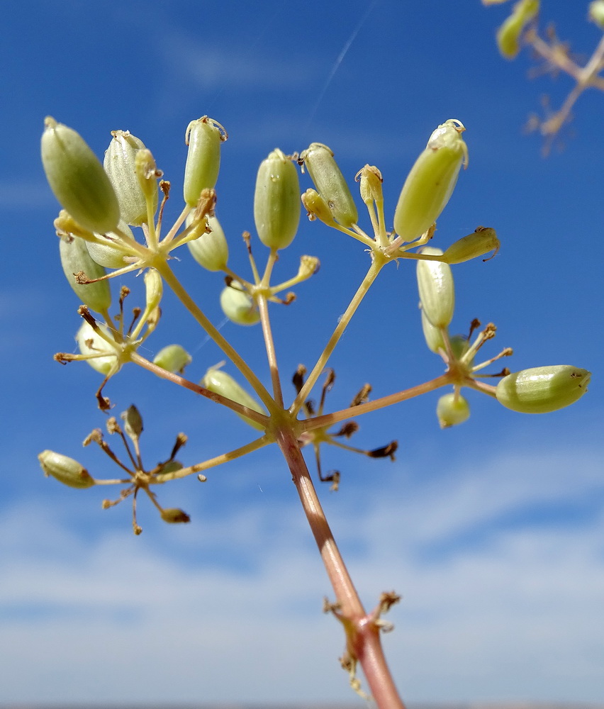 Изображение особи Ferula lehmannii.