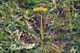 Taraxacum monochlamydeum