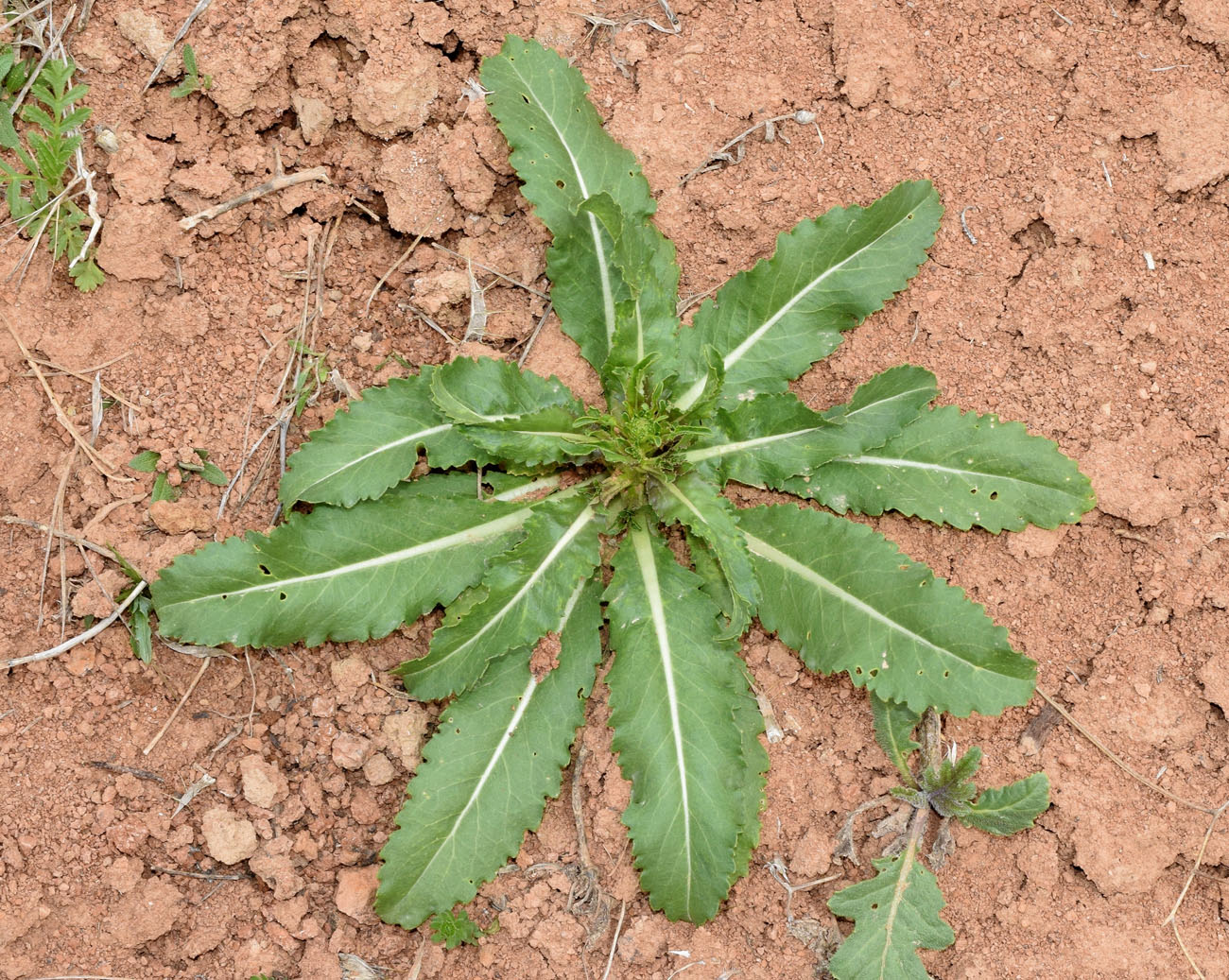 Image of Erucastrum armoracioides specimen.