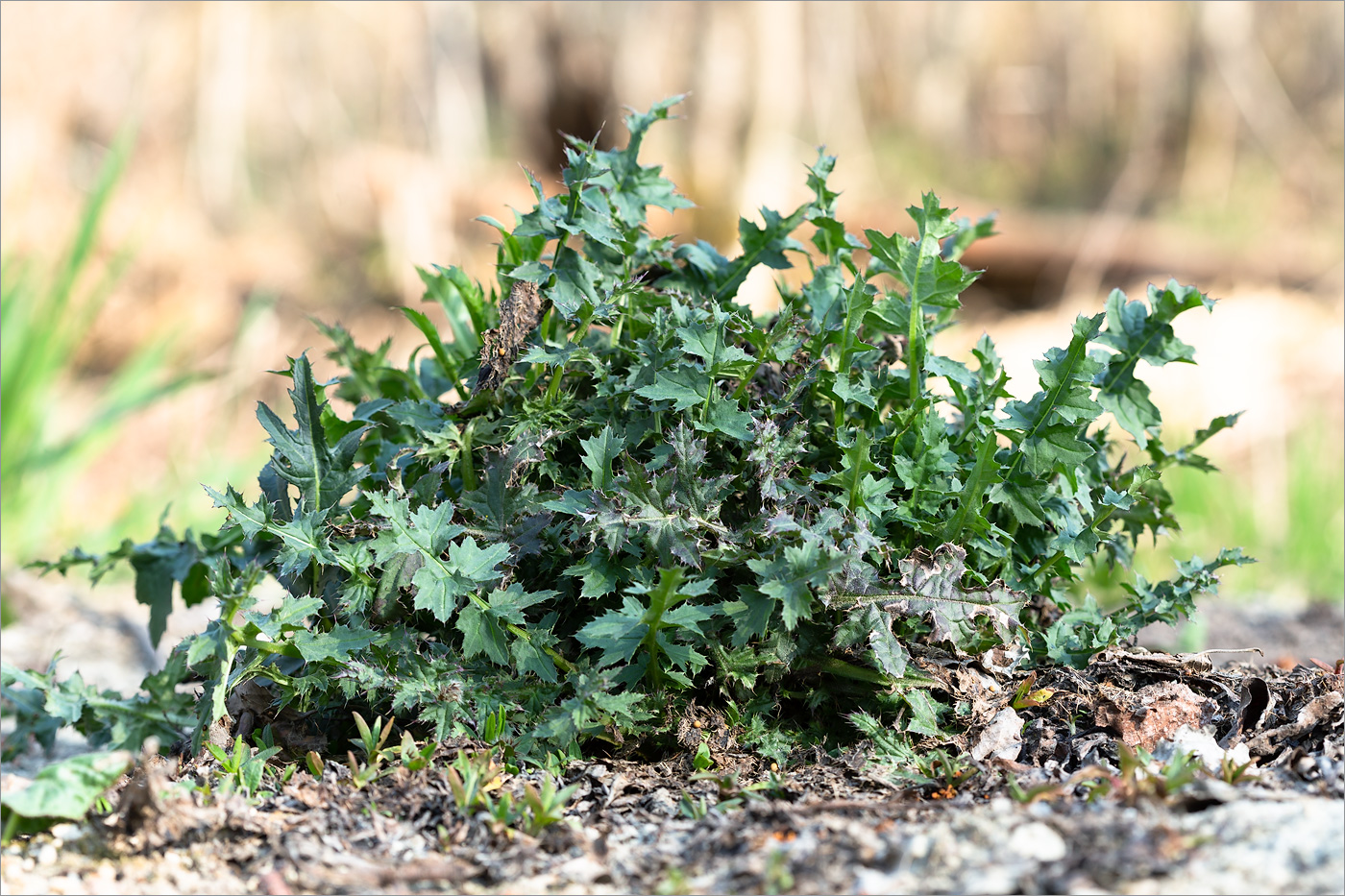 Изображение особи Carduus crispus.