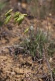 Bromus briziformis