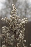 Solidago canadensis