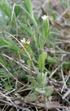 Arabis auriculata