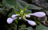 Hosta plantaginea