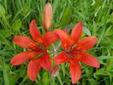 Lilium pensylvanicum