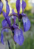 Iris bulleyana