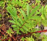 Potentilla acervata