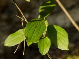 Rhamnus cathartica. Часть ветви. Пермский край, Кунгурский р-н, долина р. Ирень в ниже урочища Кокуй, склон прибрежного скальника, сложенного из гипсов и ангидритов, разреженный сосновый лес с вкраплениями Betula. 6 августа 2022 г.