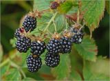 Rubus allegheniensis