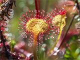 Drosera rotundifolia. Лист. Мурманская обл., Кандалакшский р-н, Княжегубское вдхр., оз. Нотозеро, Листяные о-ва, небольшой заболоченный островок. 08.07.2023.