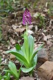 Orchis purpurea подвид caucasica. Цветущее растение с аномальными цветками (высота — 34 см, длина соцветия — 9 см). Дагестан, Карабудахкентский р-н, окр с. Агачаул, хр. Нарат-Тюбе, по дну промоины в дубовом лесу ок. 200 м выс., н. у. м. 25 апреля 2023 г.