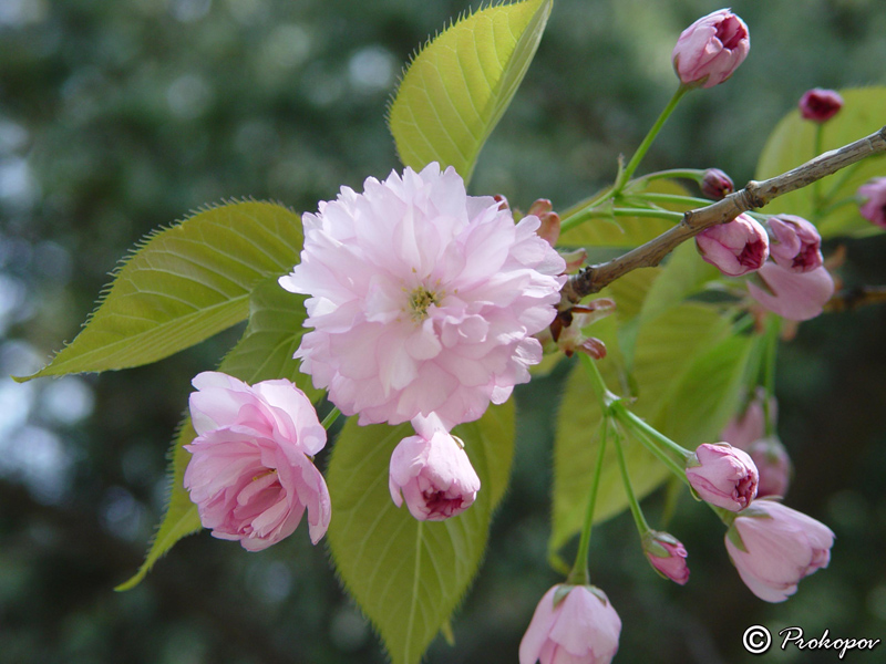 Изображение особи Prunus serrulata.