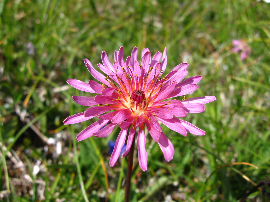 Изображение особи Taraxacum porphyranthum.