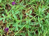 Medicago caerulea