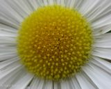 Erigeron strigosus