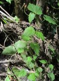 Humulus lupulus