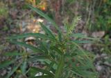 Artemisia rubripes. Верхушка побега с соцветиями. Владивосток, Академгородок. 17 октября 2012 г.