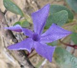 Vinca herbacea. Цветок, покрытый каплями росы. Израиль, Северный Негев, лес Лаав. 19.02.2013.