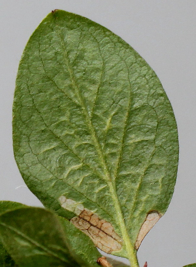 Изображение особи род Cotoneaster.
