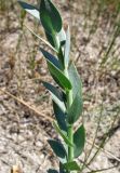 Linaria genistifolia. Часть побега. Крым, Сакский р-н, песчаный пляж между Поповкой и Штормовым. 1 июня 2013 г.