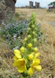 Verbascum phlomoides. Соцветие. Крым, г. Судак, территория генуэзской крепости. Июнь 2013 г.