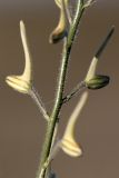 Delphinium camptocarpum