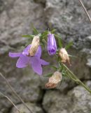 Campanula bzybica