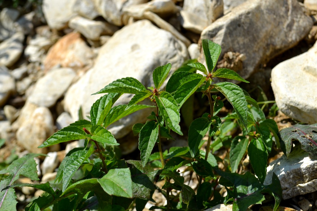 Изображение особи Acalypha australis.