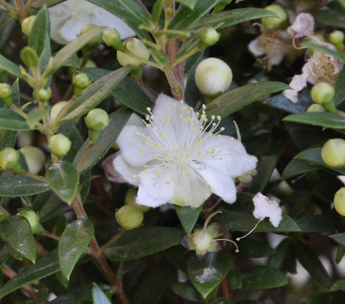 Image of Blepharocalyx salicifolius specimen.