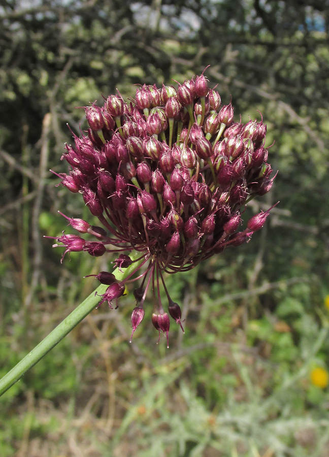 Image of Allium atroviolaceum specimen.