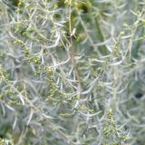 Artemisia glauca