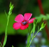 Linum grandiflorum