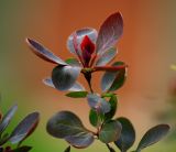 Berberis форма atropurpurea