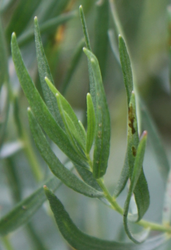 Изображение особи Artemisia dracunculus.