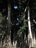 Ficus подвид columnaris