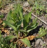 Cirsium alatum