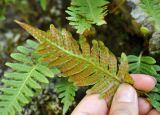 Polypodium vulgare. Верхушка вайи с сорусами (вид снизу). Карачаево-Черкесия, окр. пос. Архыз, долина р. София. 18.06.2015.