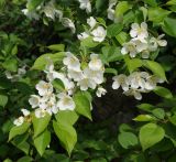 Malus подвид cerasifera