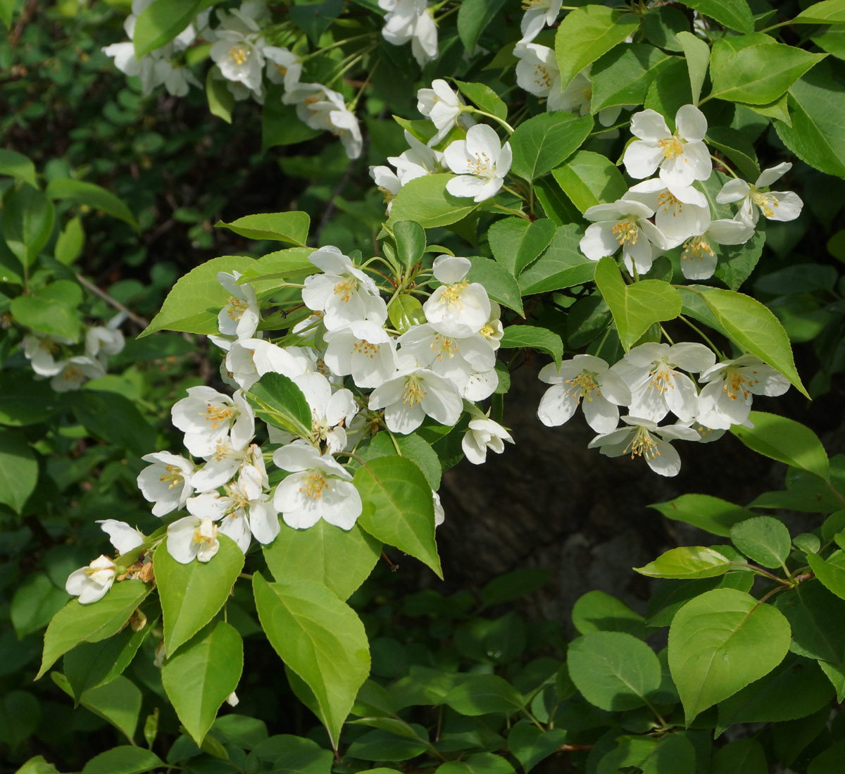 Изображение особи Malus domestica ssp. cerasifera.