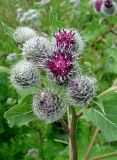 Arctium tomentosum. Верхушка цветущего побега. Ленинградская обл., г. Волхов, Октябрьская наб., заросший пустырь. 13.07.2008.