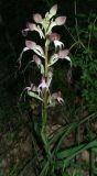 Himantoglossum comperianum