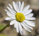 Bellis annua. Соцветие с притаившимся паучком. Греция, Пелопоннес, окр. г. Пиргос, муниципальный парк. 21.03.2015.