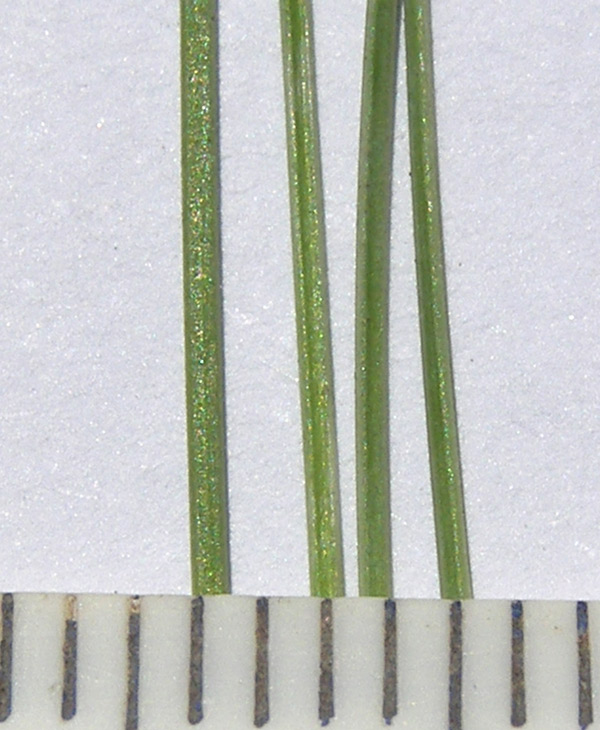 Image of Festuca valesiaca specimen.